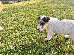 Vand catelusa Fox Terrier - imagine 2