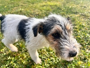 Vand catelusa Fox Terrier - imagine 4