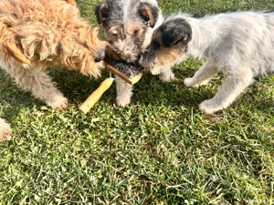 Vand catelusa Fox Terrier - imagine 5