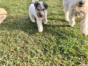 Vand catelusa Fox Terrier - imagine 3