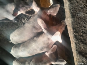 porci pietran  - imagine 2