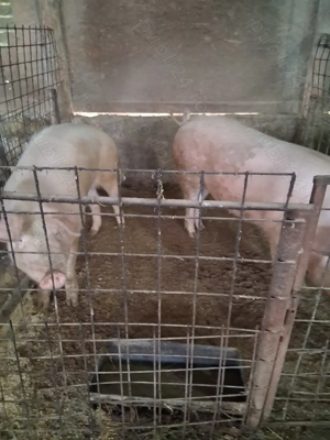 Porcii de vanzare  - imagine 2
