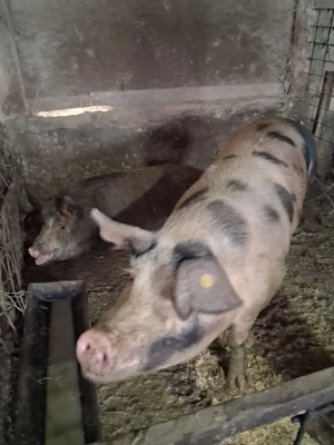 Porcii de vanzare 