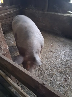 Porcii de vanzare  - imagine 3