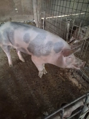 Porcii de vanzare  - imagine 4