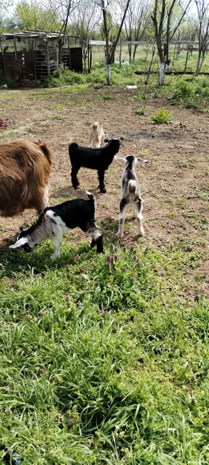 Tap de rasa tanar  - imagine 2