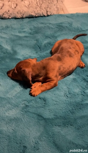 Pui Tekel femela 2 luni 