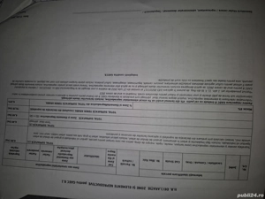 țapi murciano granadina  - imagine 2