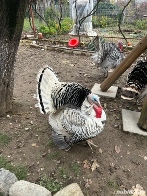 vand curcani  - imagine 4