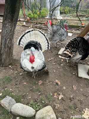 vand curcani  - imagine 3