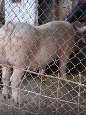Porci de vanzare 150 -190 kg 