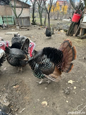 vand curcani  - imagine 5