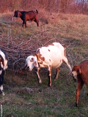 vând două căprițe gestante aproape de fătare - imagine 3