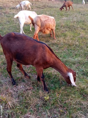 vând două căprițe gestante aproape de fătare - imagine 2