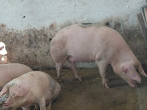 Porci de craciun - imagine 4