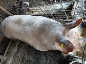 vand porc de casa  - imagine 2