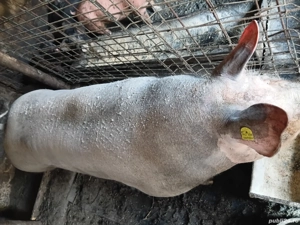 vand porc de casa  - imagine 3