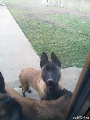 Catei Ciobanesc belgian malinois  - imagine 2