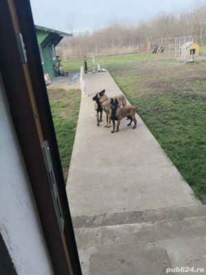 Catei Ciobanesc belgian malinois 