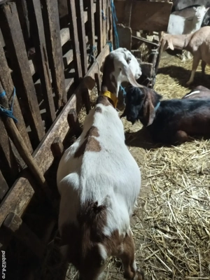 vând două căprițe gestante aproape de fătare