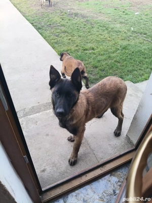 Catei Ciobanesc belgian malinois  - imagine 3