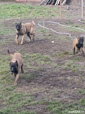 Catei Ciobanesc belgian malinois  - imagine 5