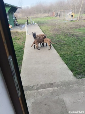 Catei Ciobanesc belgian malinois  - imagine 4
