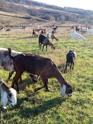 vând două căprițe gestante aproape de fătare - imagine 4