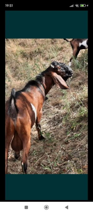 vând două căprițe gestante aproape de fătare - imagine 5