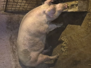 Vand porc pt.sacrificat - imagine 3