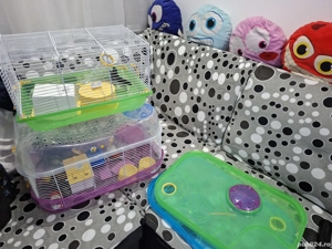 Vand 2 custi hamsteri