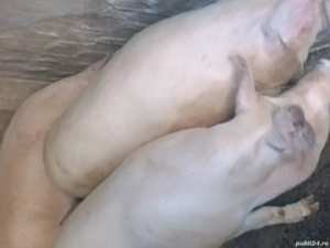 Disponibili porci - imagine 3
