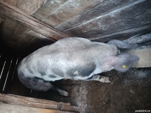 Disponibili porci - imagine 4