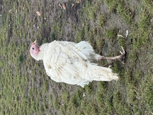 Vând curcan de casă 