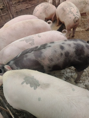 Porci pentru consum  - imagine 2