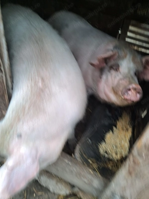 Vând porci de Crăciun - imagine 2