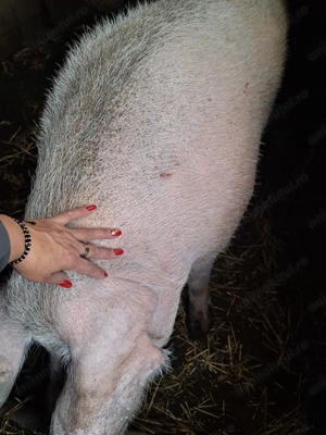 Vând porci de Crăciun