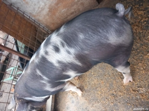 Disponibila  - imagine 3