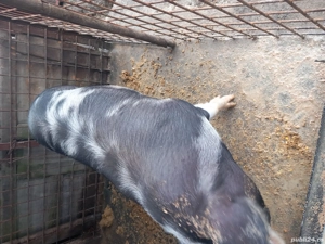 Disponibila  - imagine 2