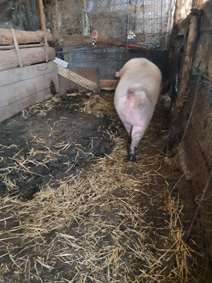 Vând porci de Crăciun - imagine 3