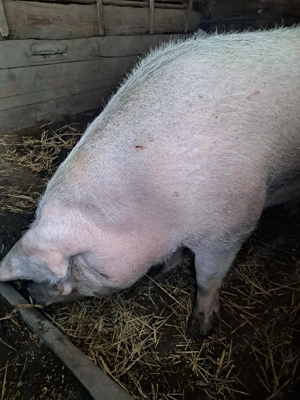 Vând porci de Crăciun - imagine 5