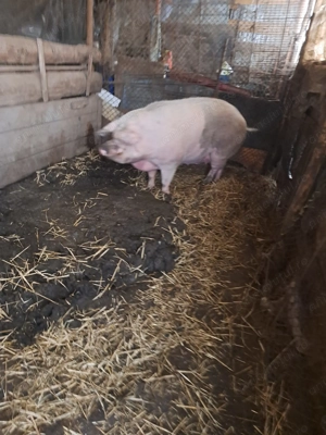 Vând porci de Crăciun - imagine 4