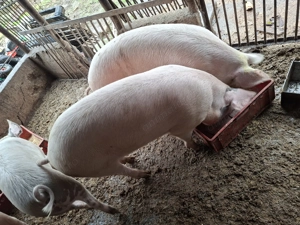 Vand purcea 130 kg 10+- 1800 de lei 