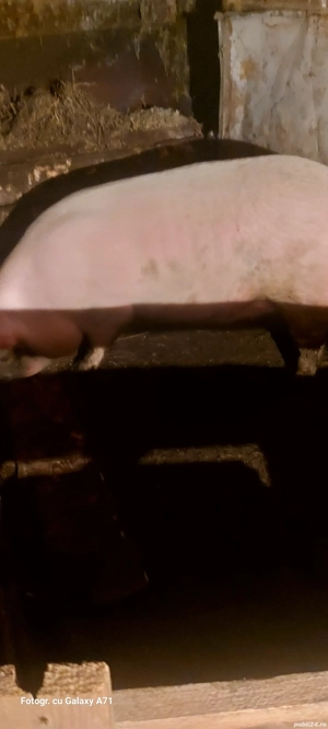 porc de vanzare