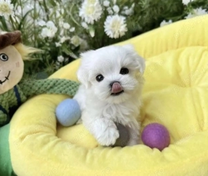 Bichonei maltez toy fetite si baietei - imagine 3