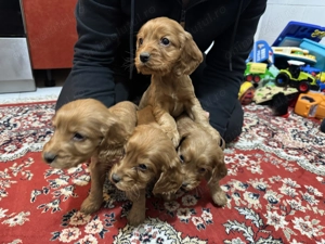 Puiuți Cocker Spaniel