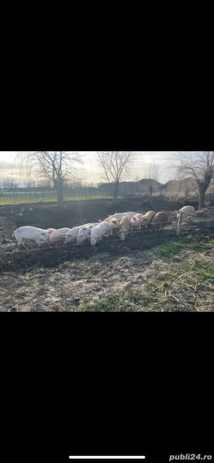 purcei sanatosi crescuti in semilibertate (30-45) kg - imagine 2