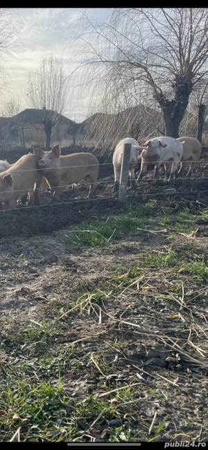 purcei sanatosi crescuti in semilibertate (30-45) kg - imagine 4