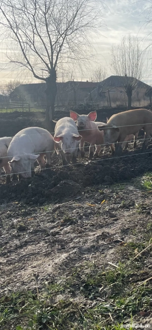 purcei sanatosi crescuti in semilibertate (30-45) kg - imagine 5