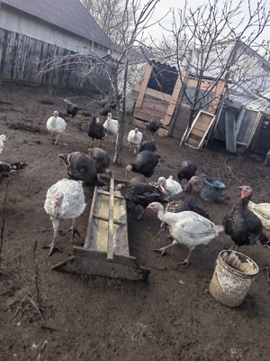 Curcani de carne - imagine 2